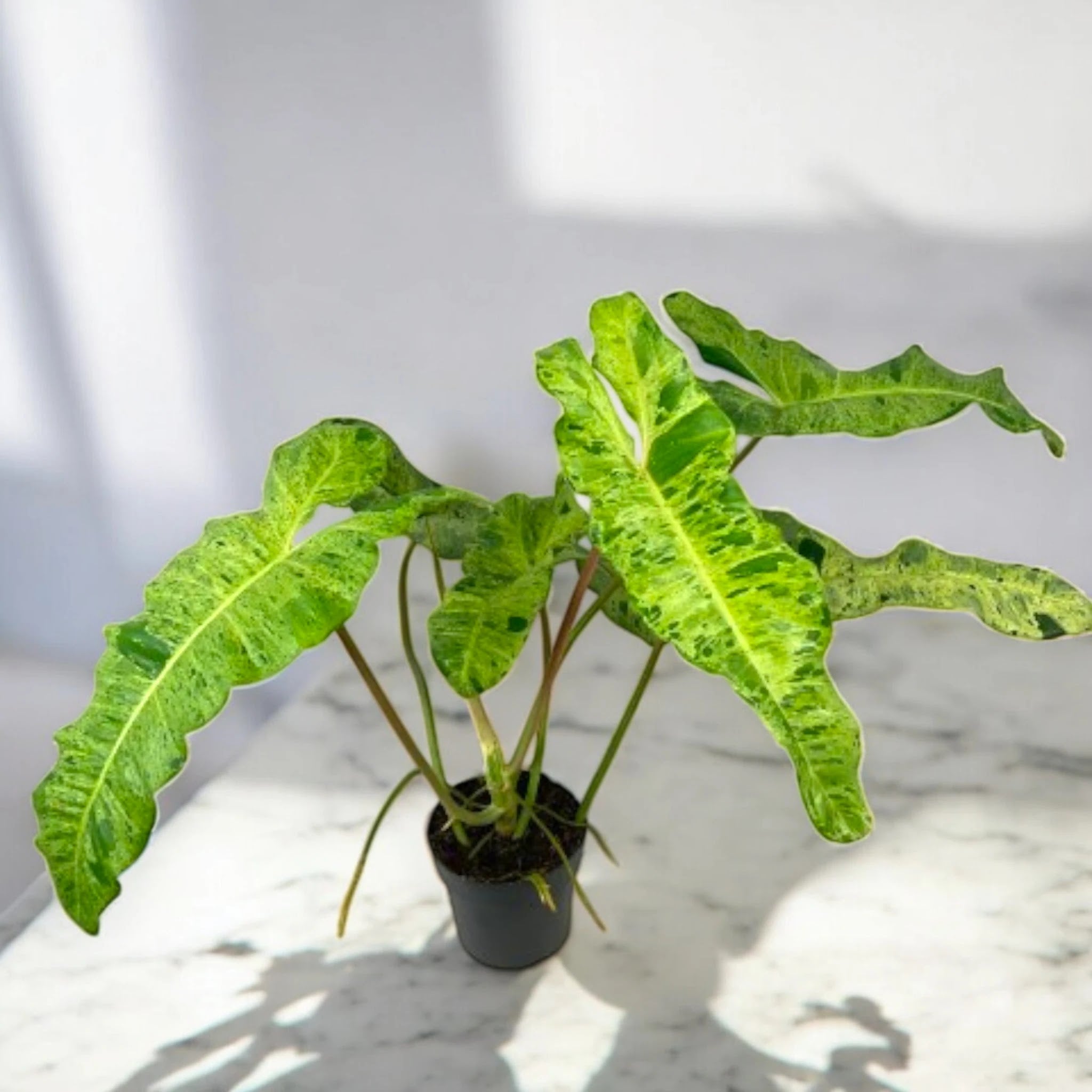 Philodendron paraiso Verde