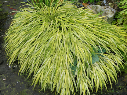 Hakonechloa macra in piena vegetazione estiva con foglie arcuate