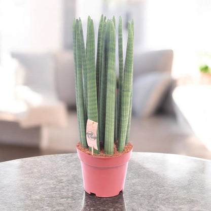 Dettaglio foglie cilindriche verdi con striature della Sansevieria cylindrica Straight