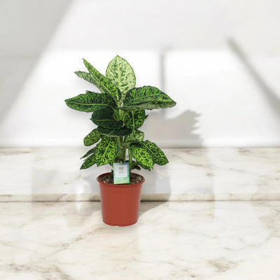 Dieffenbachia 'Reflector'