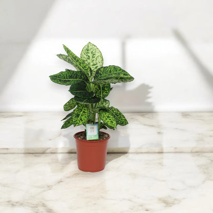 Dieffenbachia 'Reflector'
