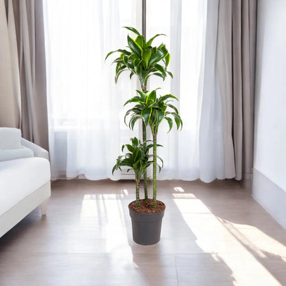 Dracaena fragrans 'Dorado'
