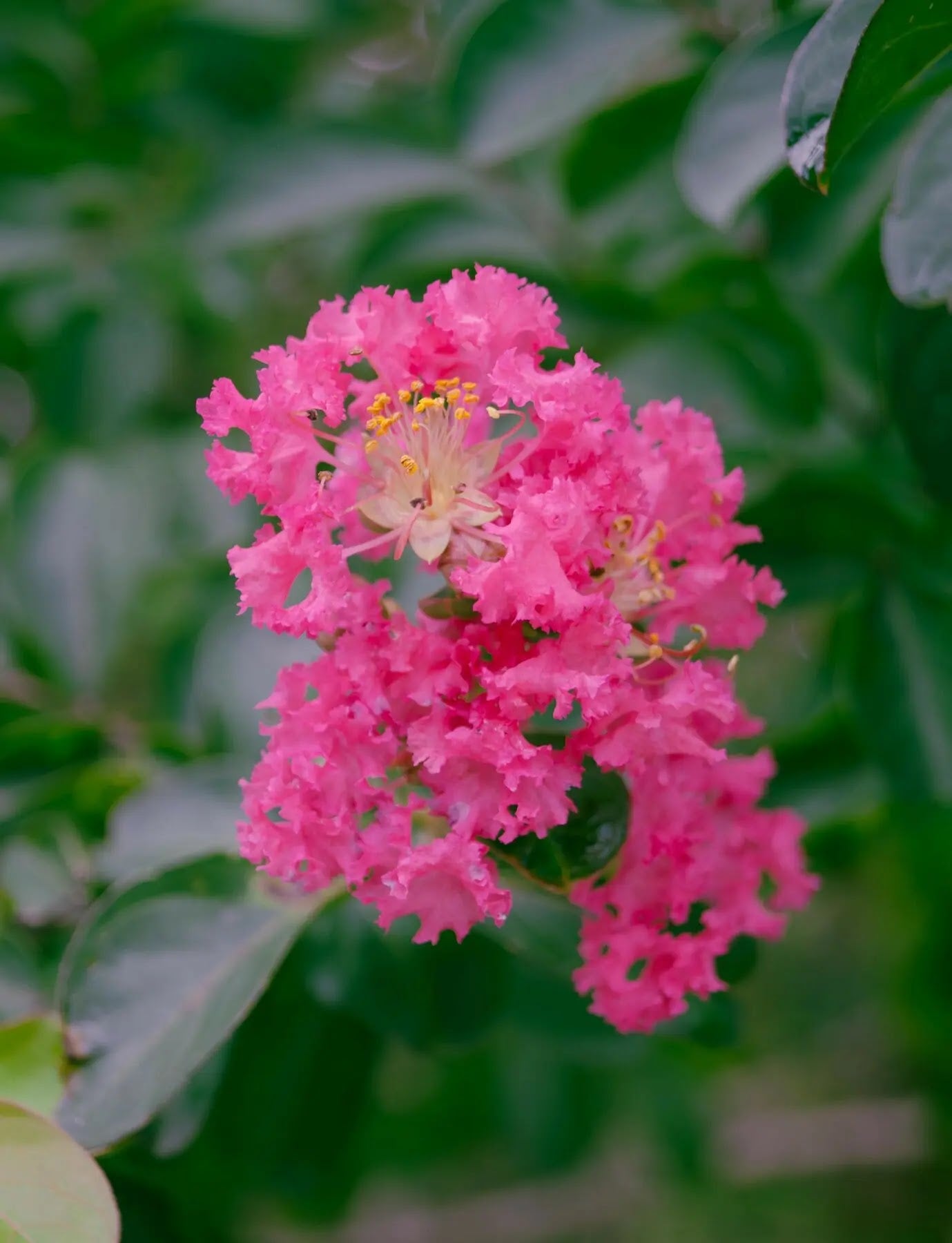 Lagerstroemia indica Petite Pink arbusto compatto con pannocchie di fiori rosa in giardino
