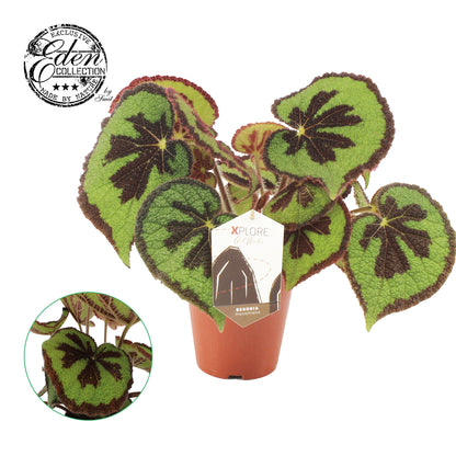 Begonia masoniana