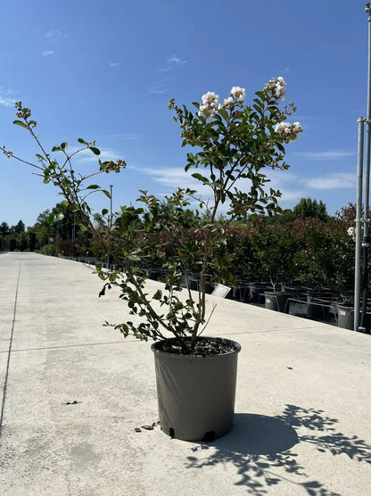 Lagerstroemia indica 'Nivea'