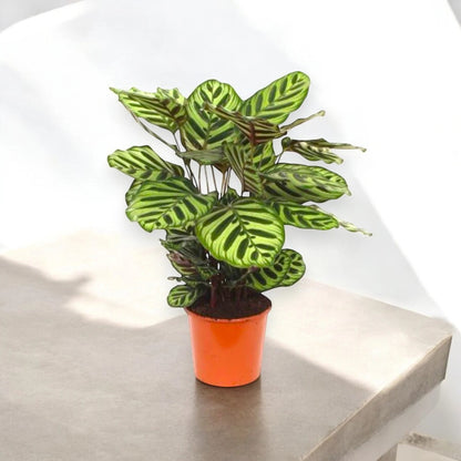 Calathea makoyana in vaso con foglie decorative verde scuro e macchie artistiche naturali