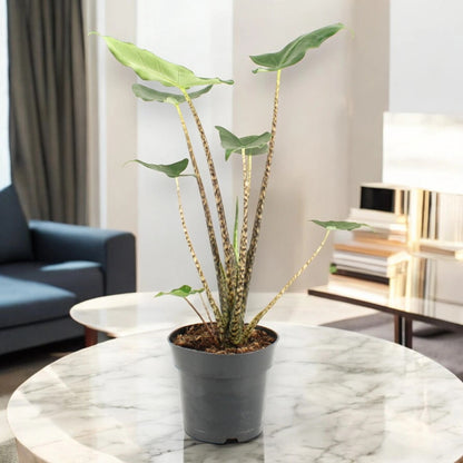 Alocasia zebrina 'Siberian Tiger'