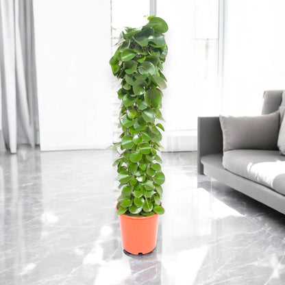 Cissus rotundifolia