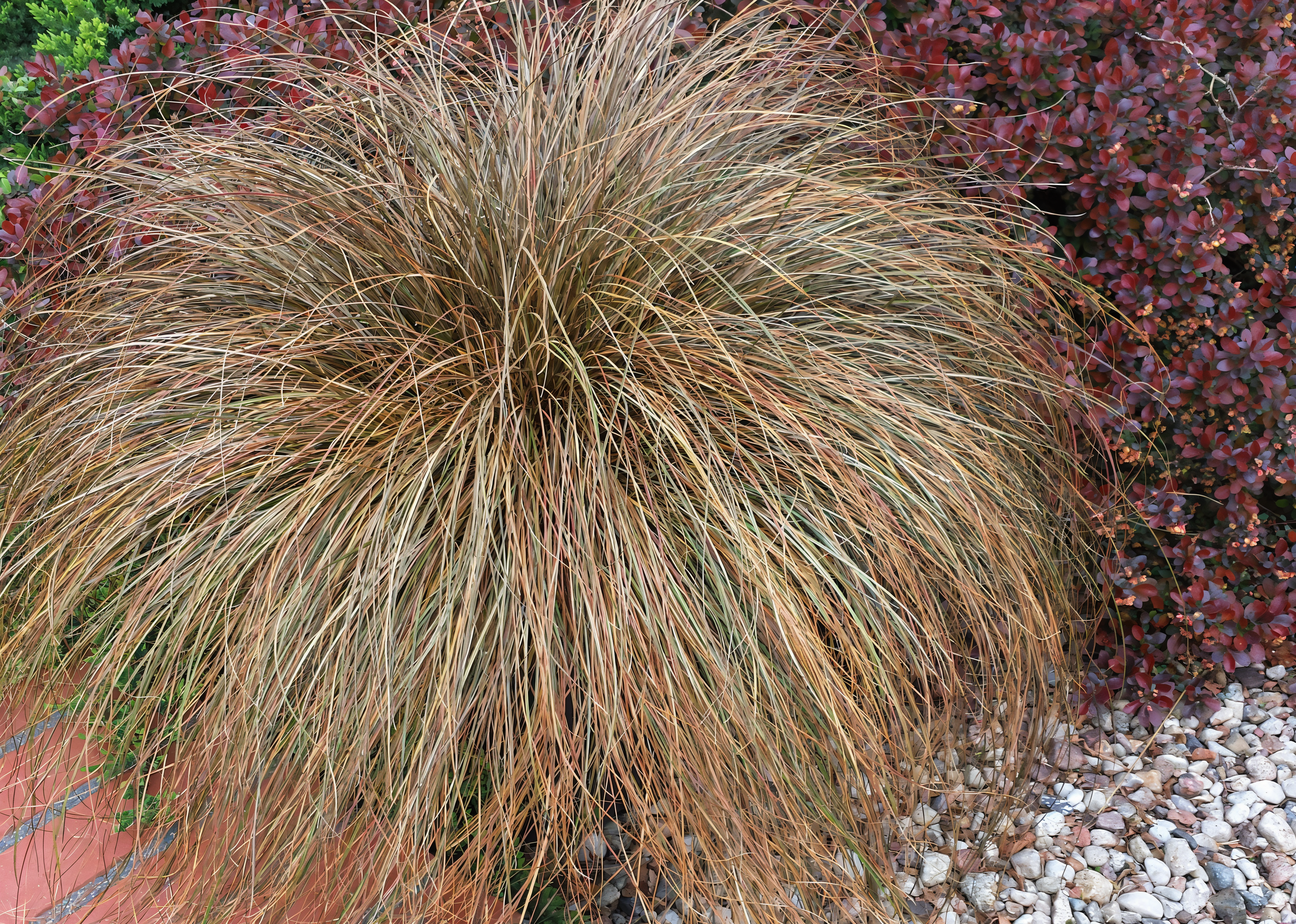 Dettaglio foglie filiformi arricciate di Carex Comans Frosted Curls con riflessi bronzo-argentati