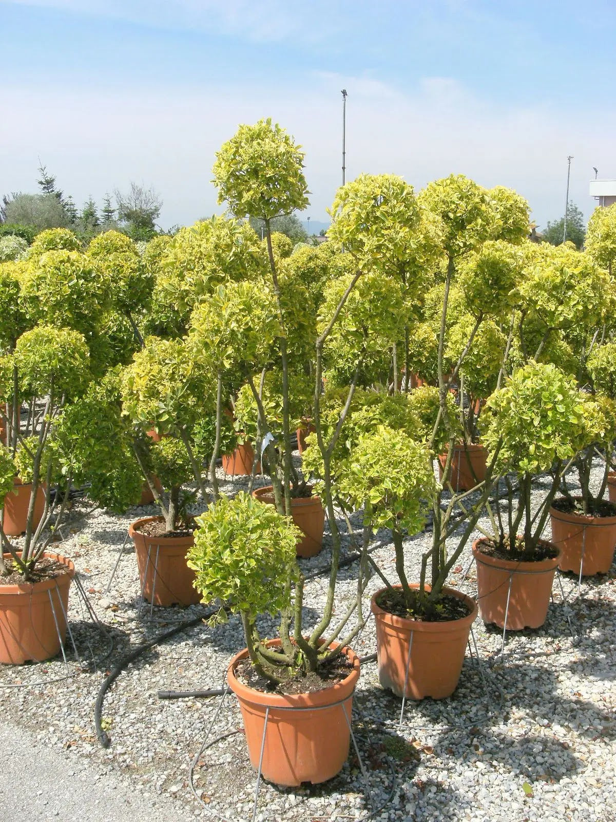 Evonimo Aureus arbusto sempreverde con foglie verdi marginate d'oro in giardino