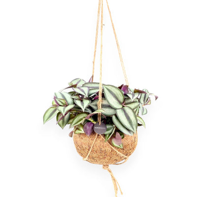 Tradescantia zebrina Purpusii kokedama appesa con foglie viola e striature argentate ricadenti