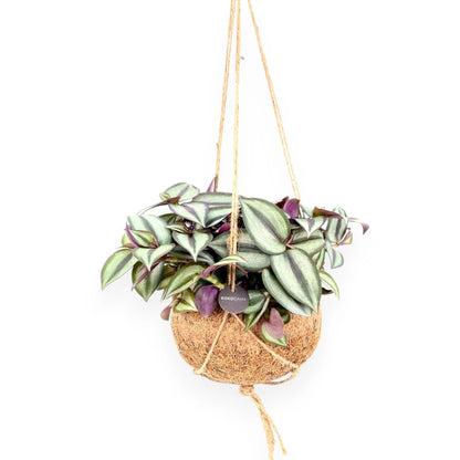 Tradescantia zebrina Purpusii kokedama appesa con foglie viola e striature argentate ricadenti