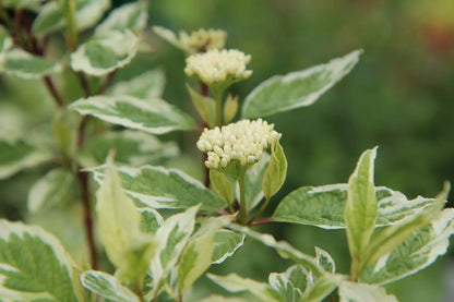 Cornus alba Ivory Halo arbusto con foglie variegate bianco-verde in giardino