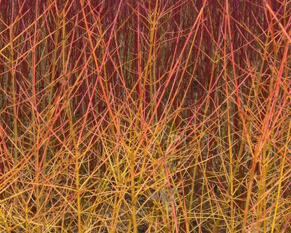 Corniolo Cornus Midwinter Fire con rami rosso-arancio in giardino invernale