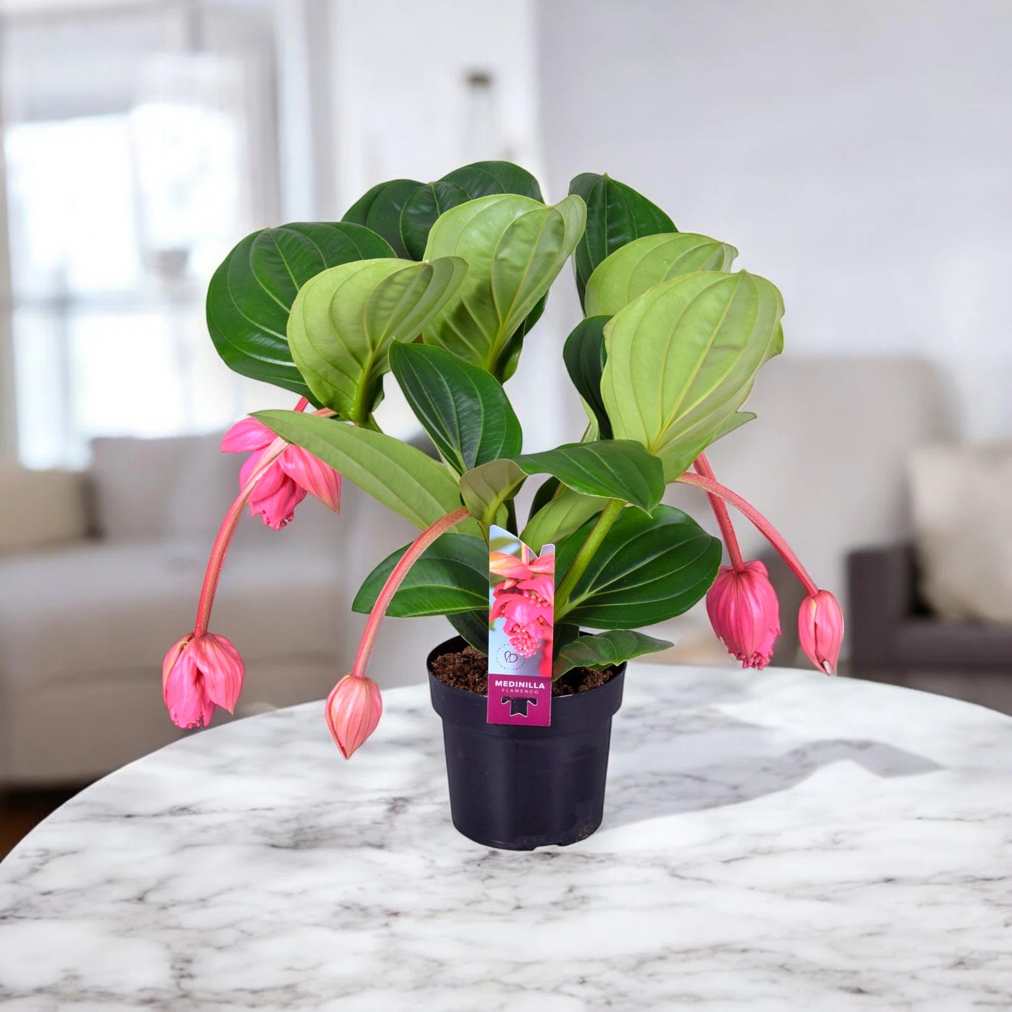 Medinilla magnifica