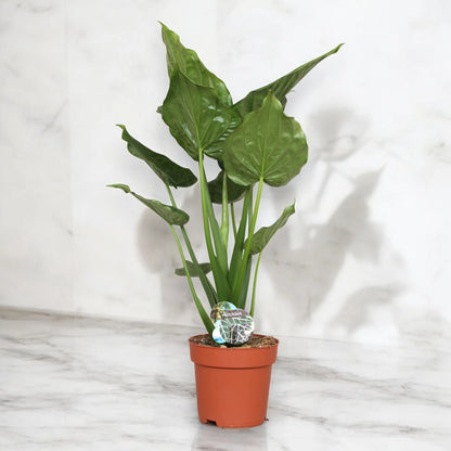 Alocasia cucullata
