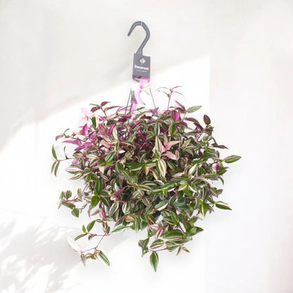 Tradescantia fluminensis 'Quadricolor'