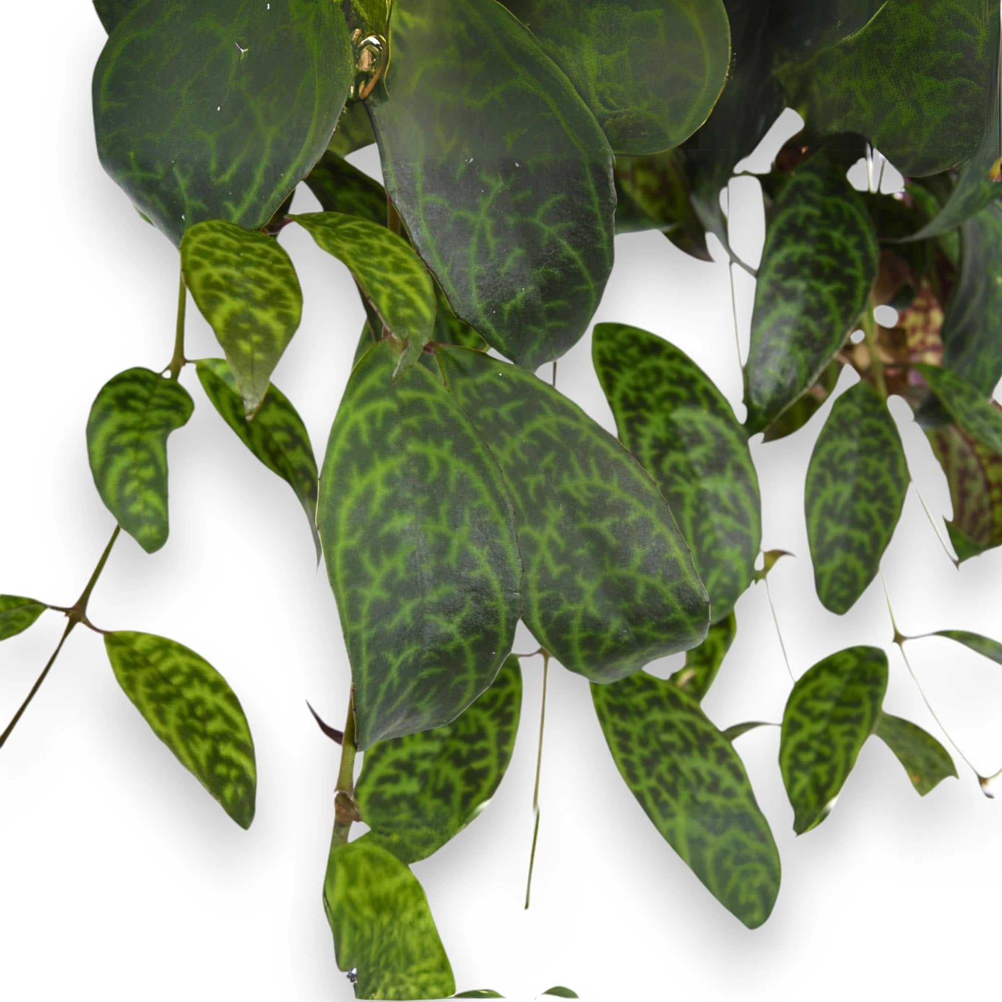 Aeschynanthus marmoratus pianta ricadente con foglie variegatte verdi e crema in vaso sospeso