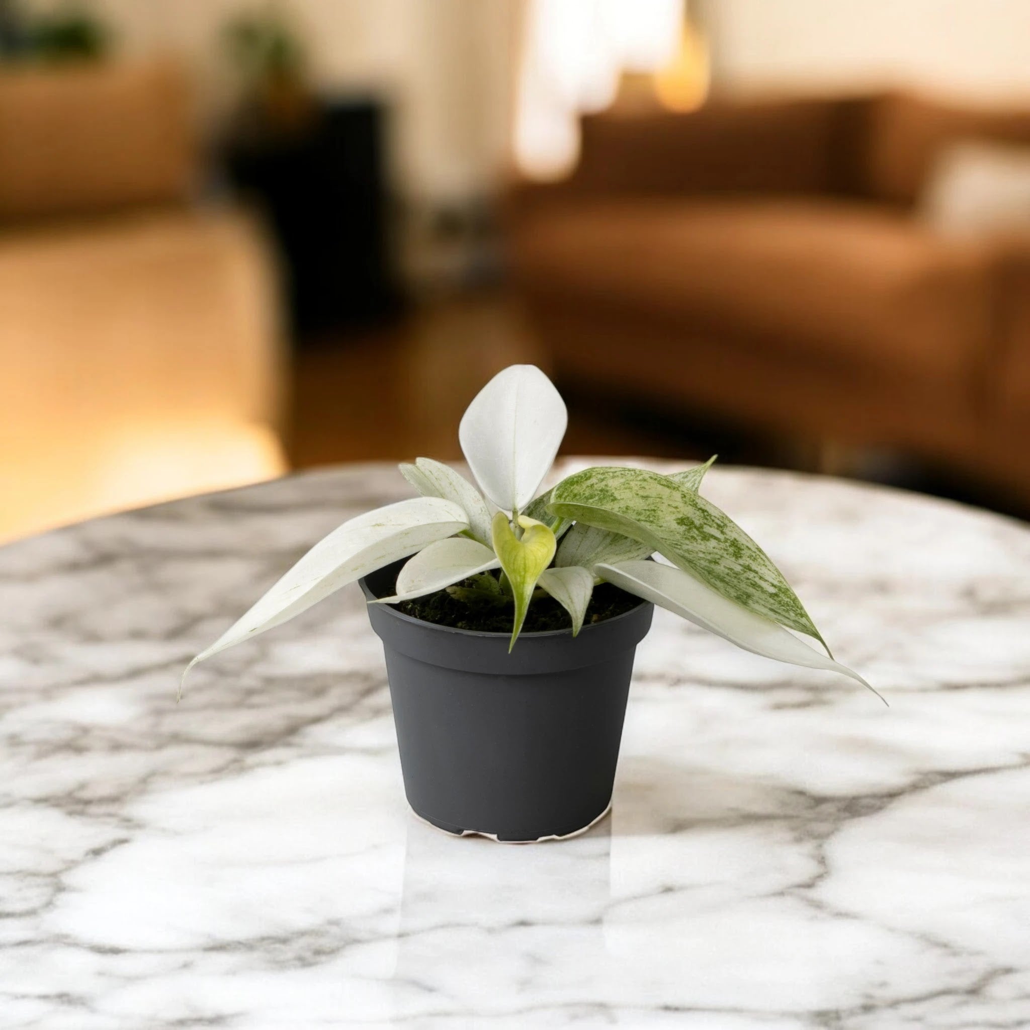 Philodendron 'Florida Ghost'