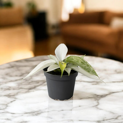 Philodendron 'Florida Ghost'