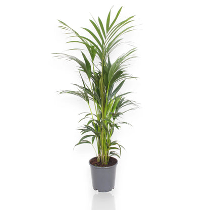 Howea forsteriana Kentia in vaso, palma da interno con fronde pennate verdi eleganti