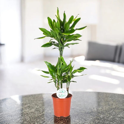 Dracaena fragrans 'Golden coast'