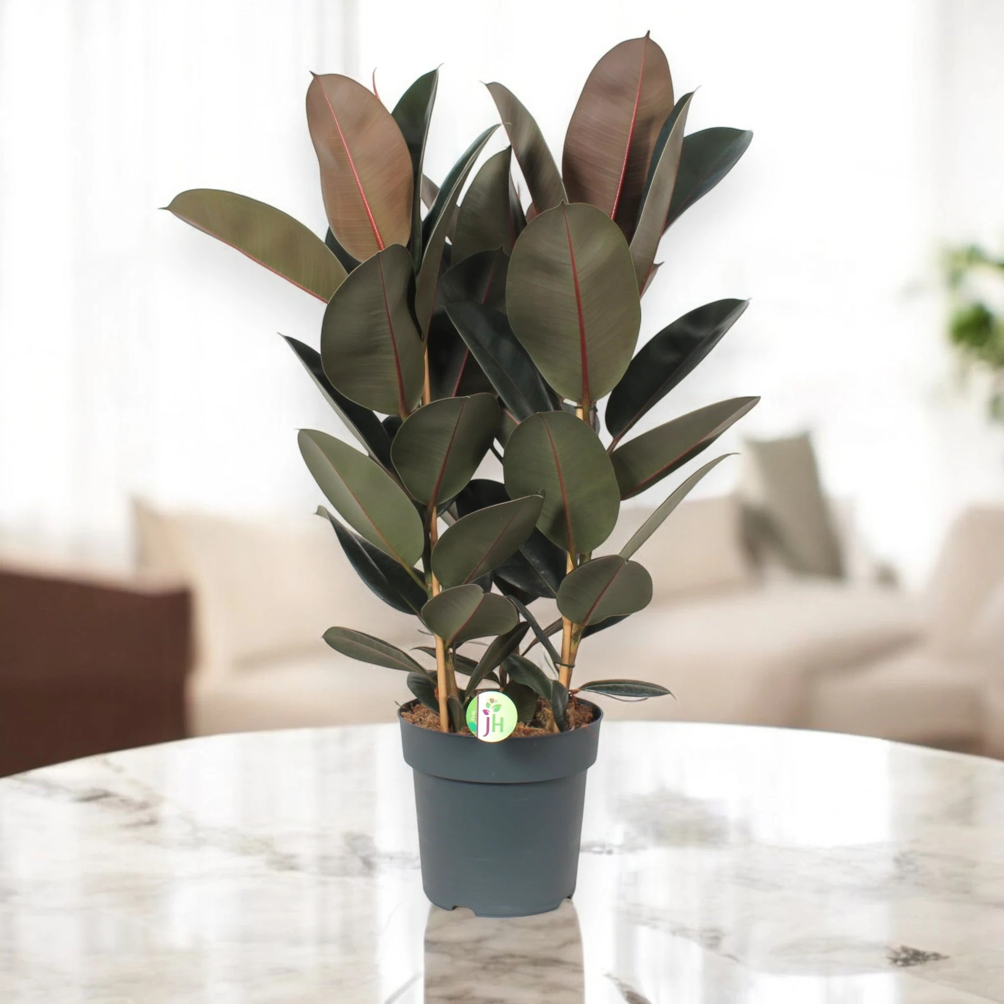 Ficus elastica 'Abidjan'
