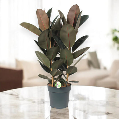 Ficus elastica 'Abidjan'