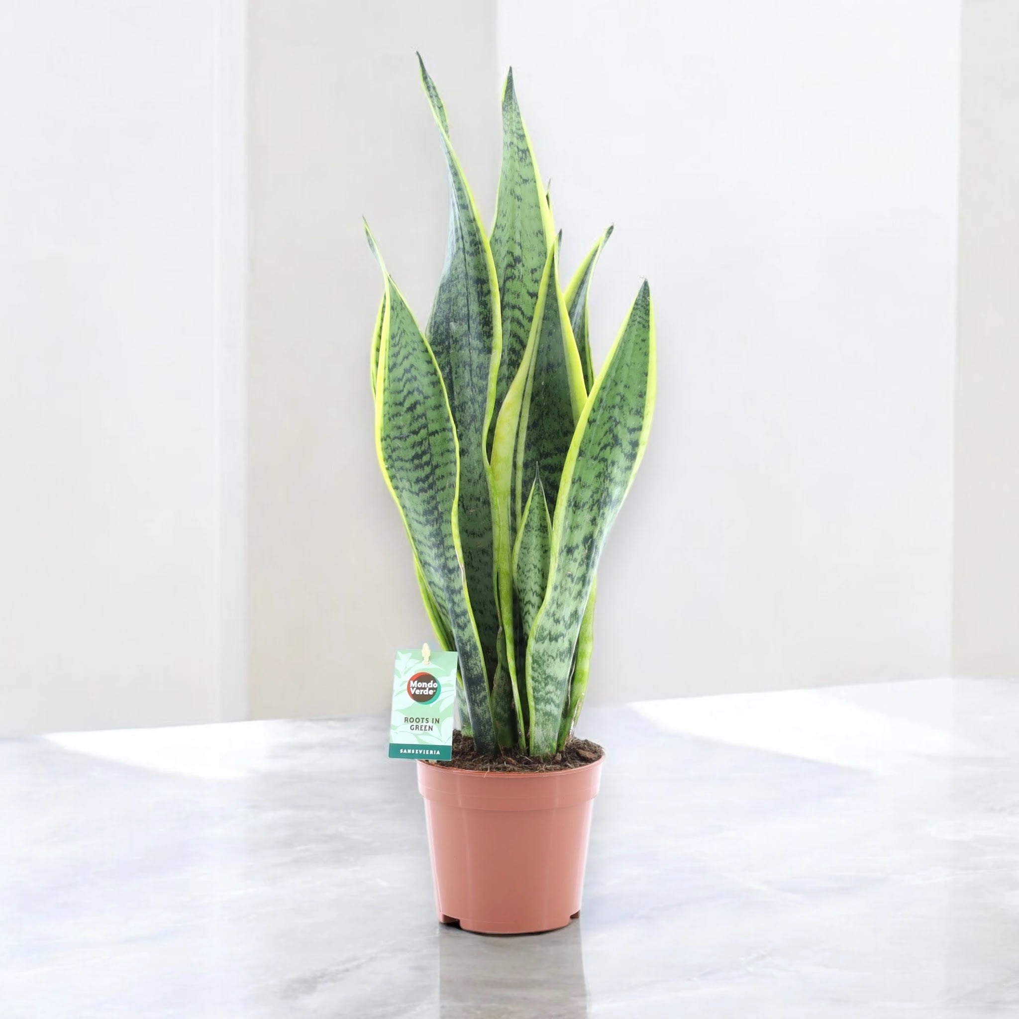 Sansevieria trifasciata 'Laurentii'