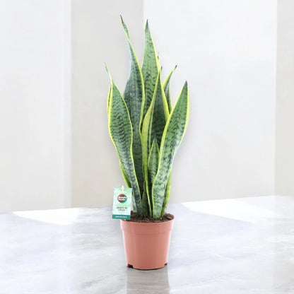 Sansevieria trifasciata 'Laurentii'
