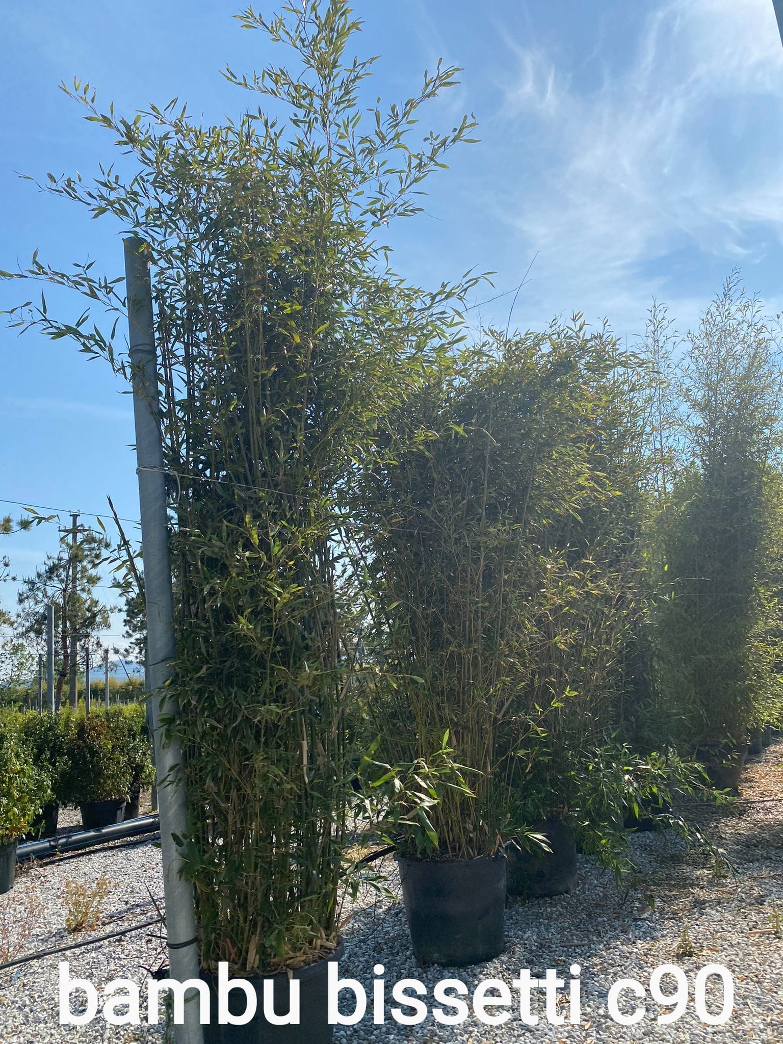 Bambù Phyllostachys bissetii con canne mature dorate e fogliame verde in giardino