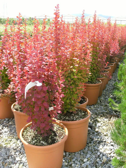 Berberis thunbergii Orange Rocket con portamento eretto colonnare e fogliame arancio scuro in giardino