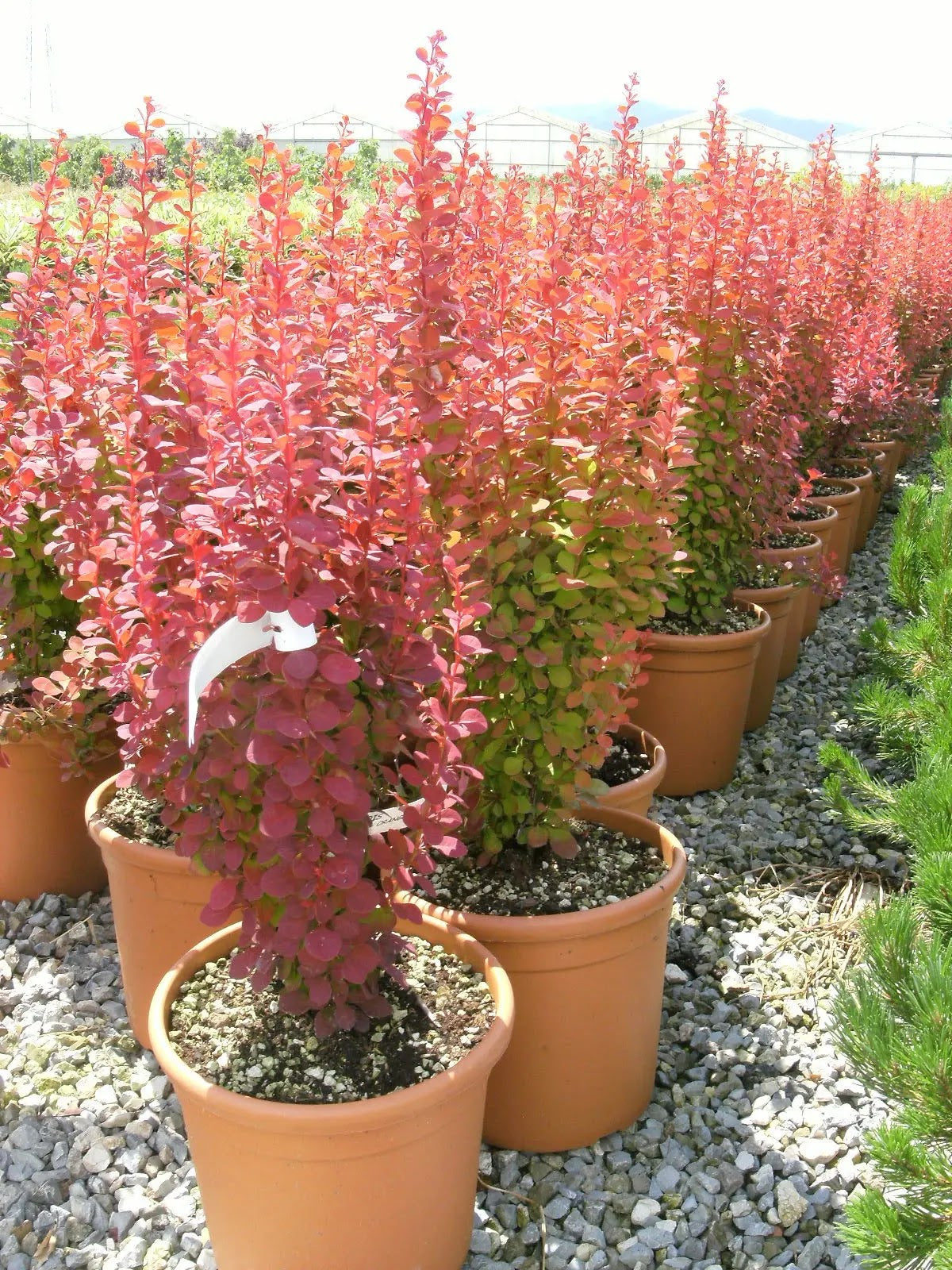 Berberis thunbergii Orange Rocket con portamento eretto e foglie arancio scuro in giardino