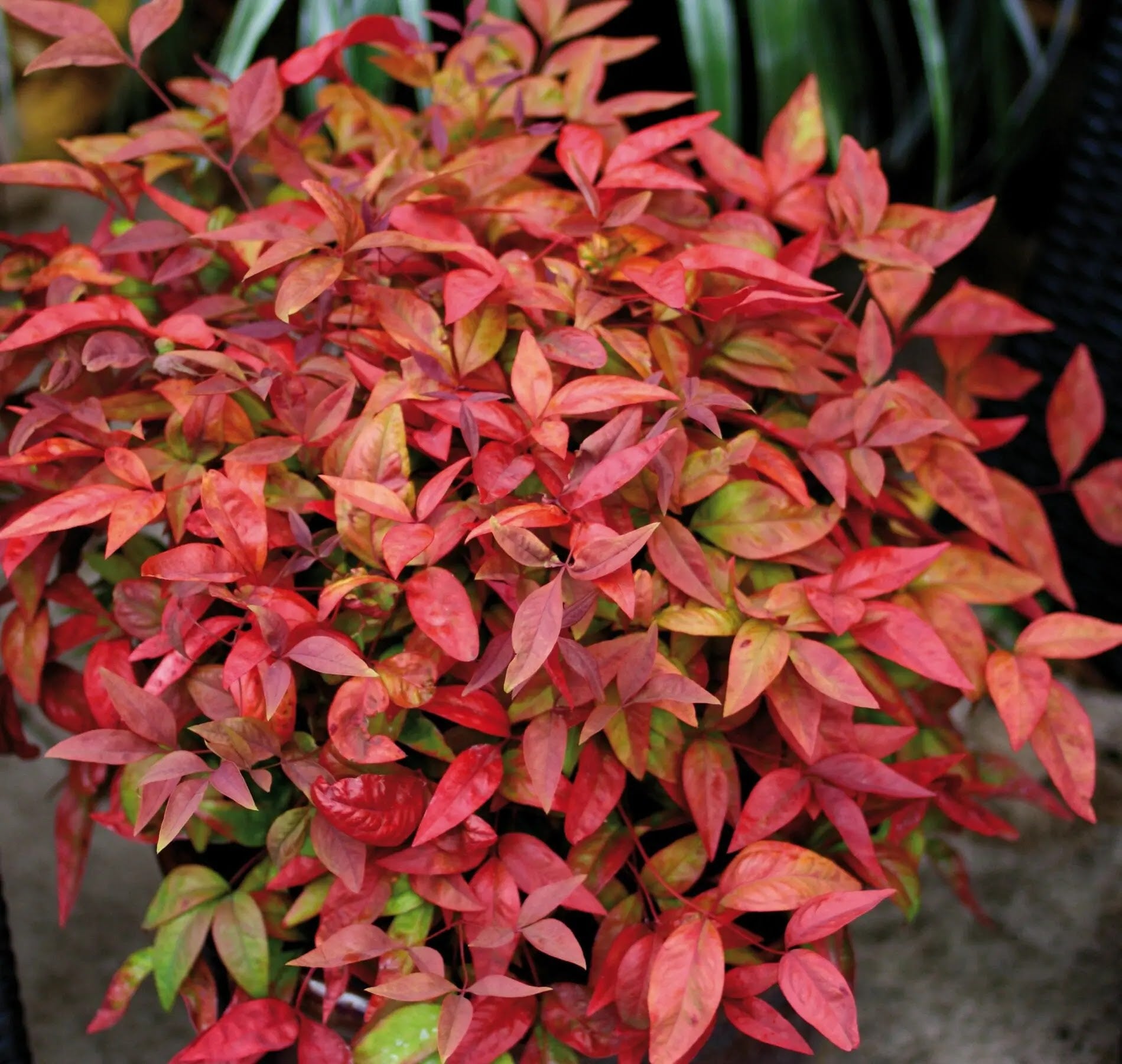 Nandina domestica