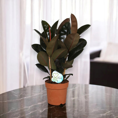 Ficus elastica 'Abidjan'