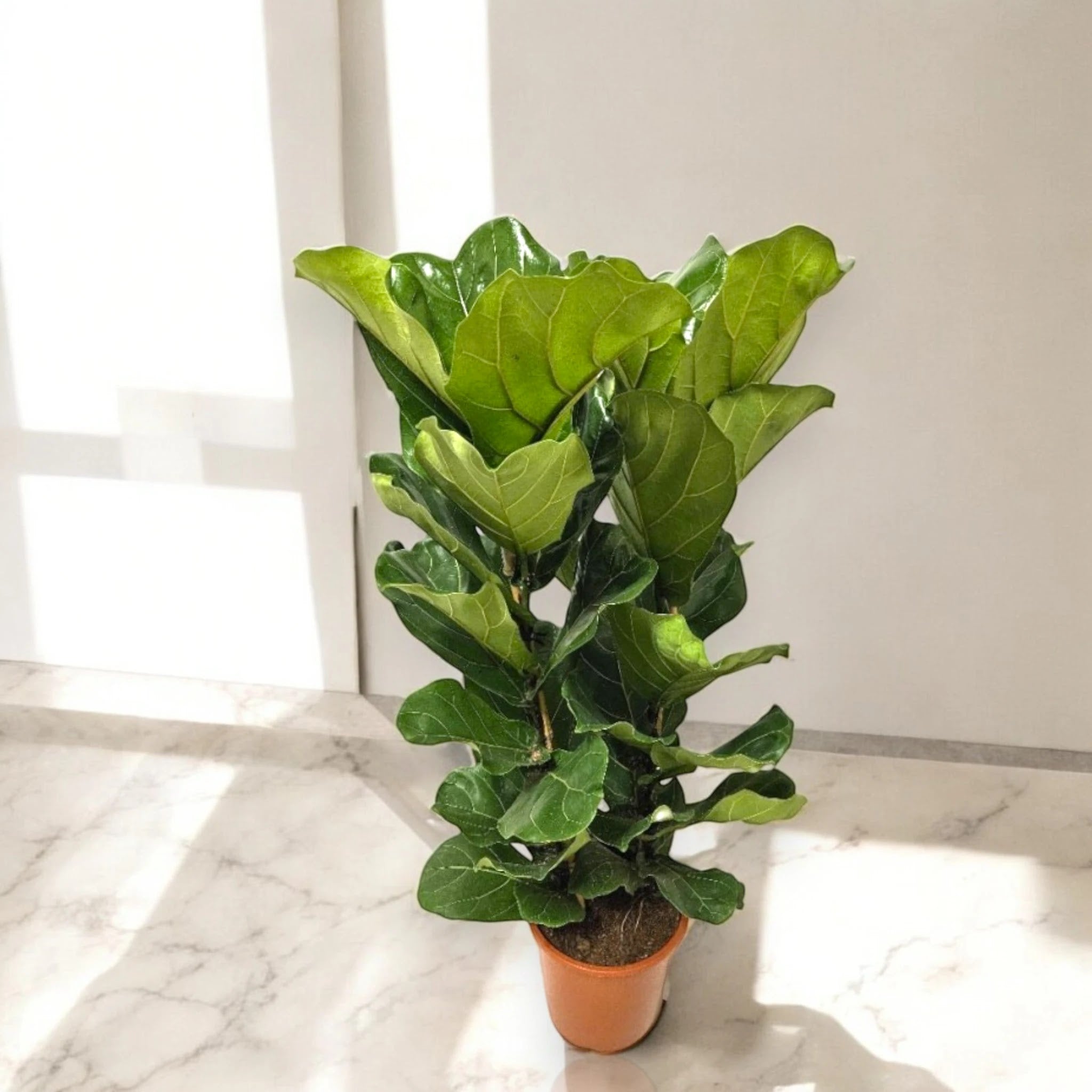 Ficus lyrata