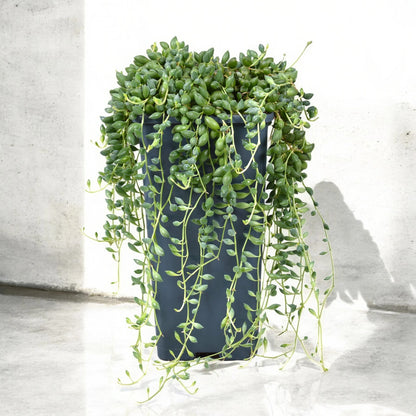 Senecio herreianus in vaso sospeso con lunghi tralci ricadenti e foglie tonde verdi