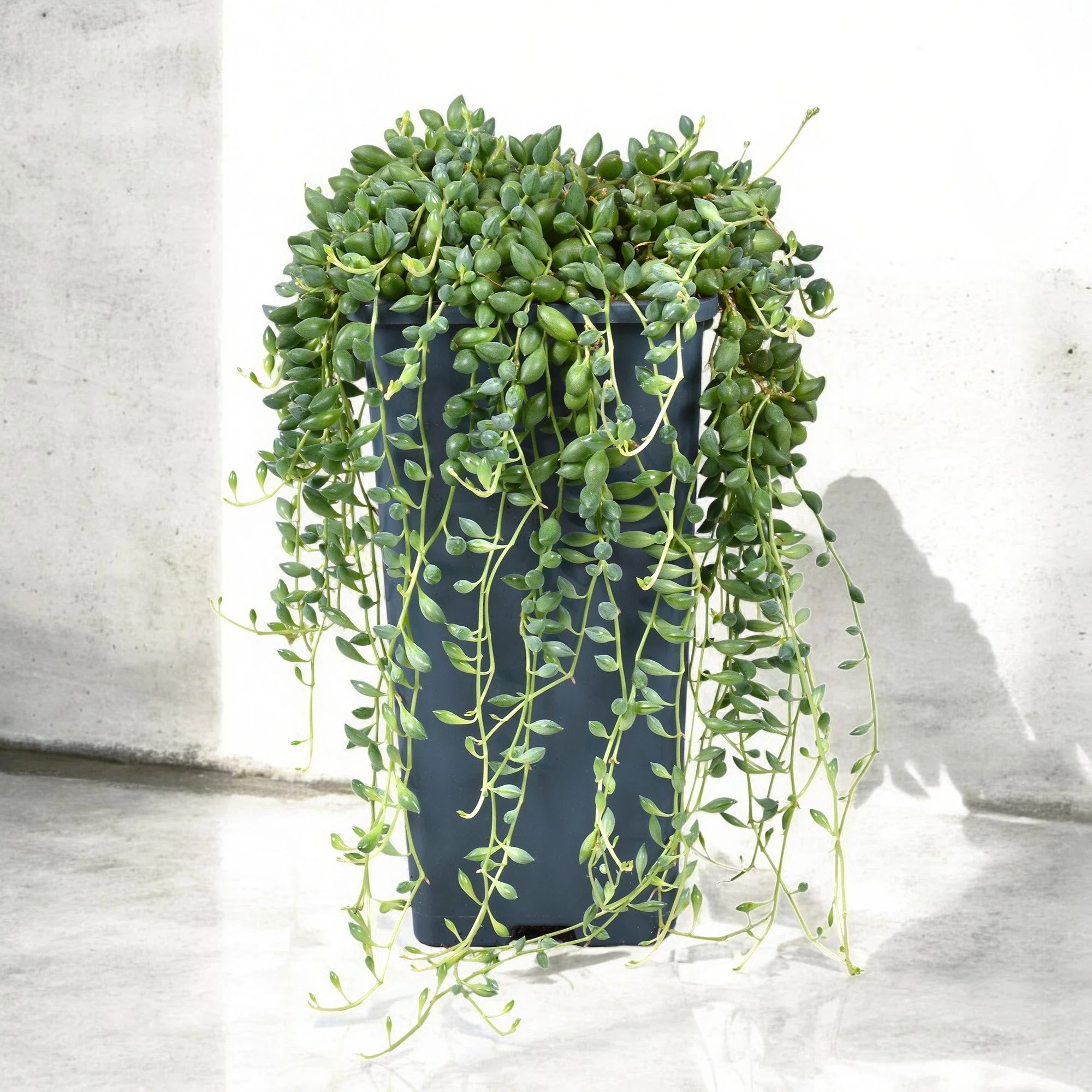 Senecio herreianus in vaso sospeso con lunghi tralci ricadenti e foglie tonde verdi