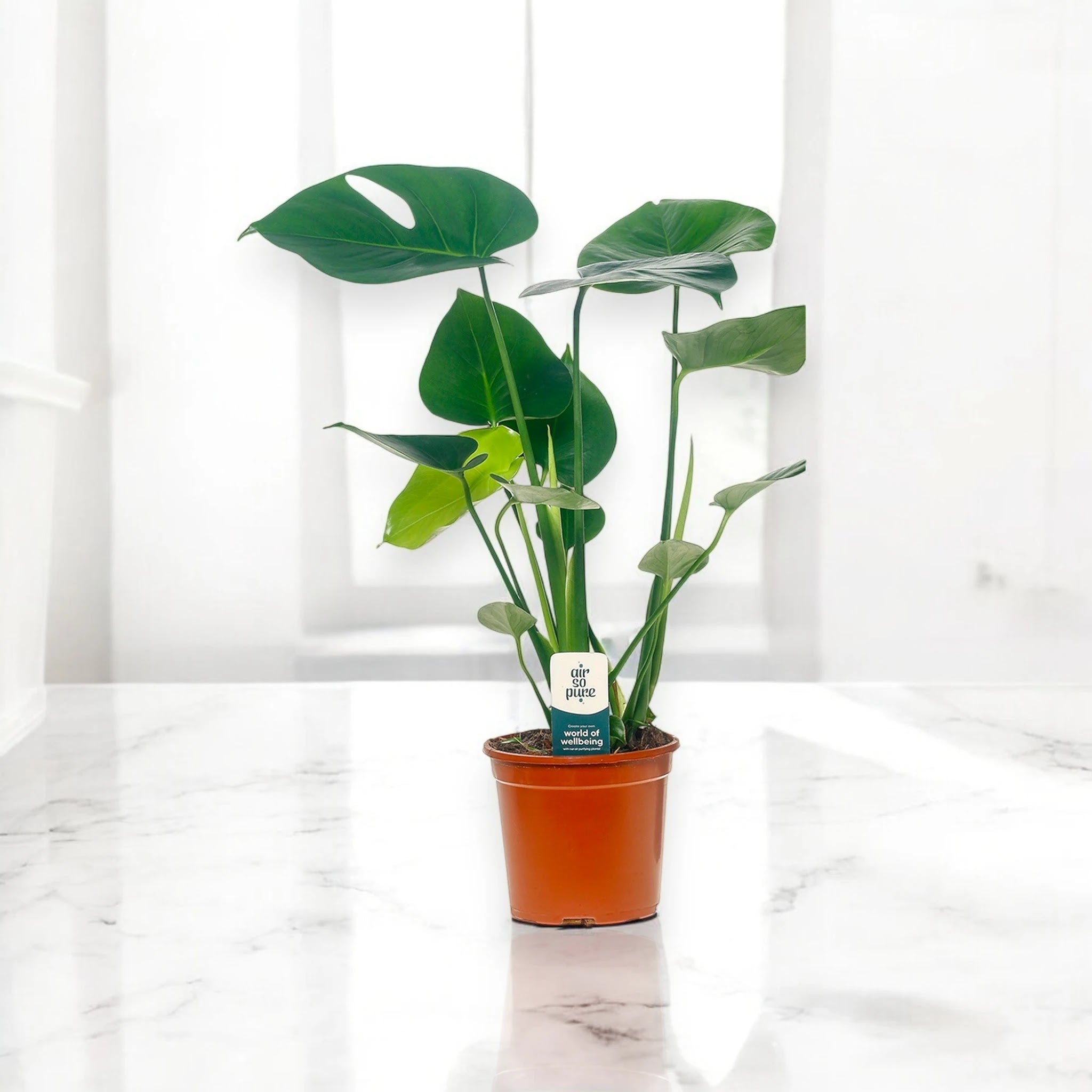 Monstera deliciosa