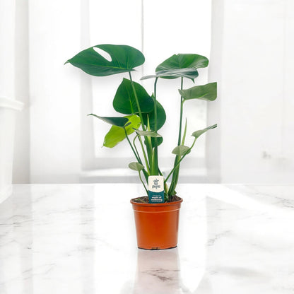 Monstera deliciosa