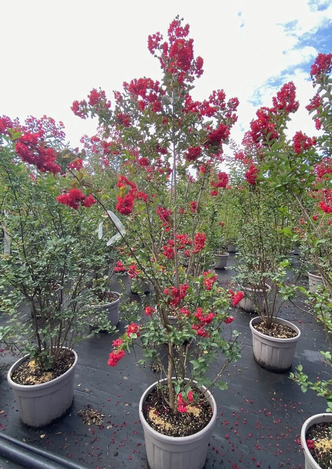 Lagerstroemia 'Dynamite'