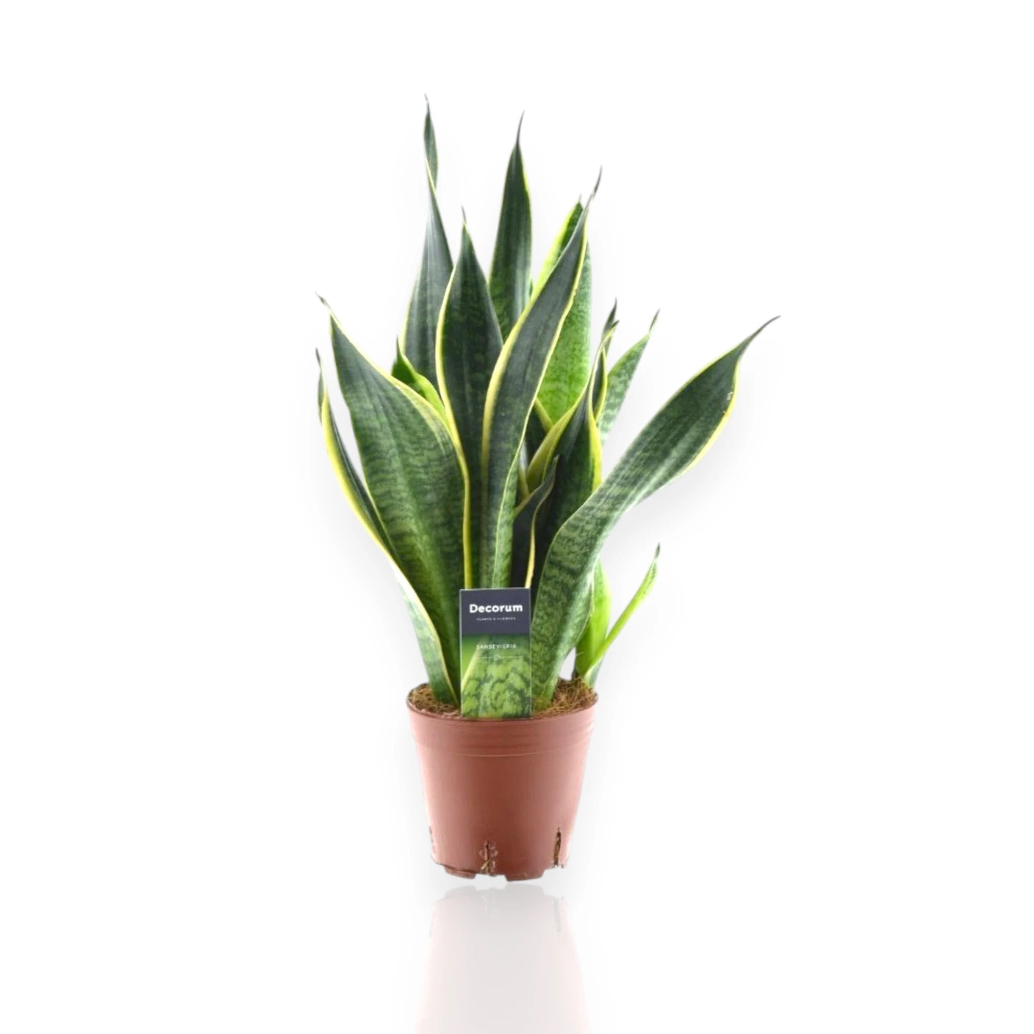 Sansevieria trifasciata 'Futura Superba'