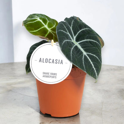 Alocasia 'Black velvet'