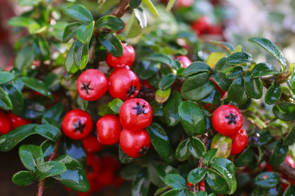 Cotoneaster horizontalis arbusto prostrato con rami disposti a spina di pesce in giardino roccioso