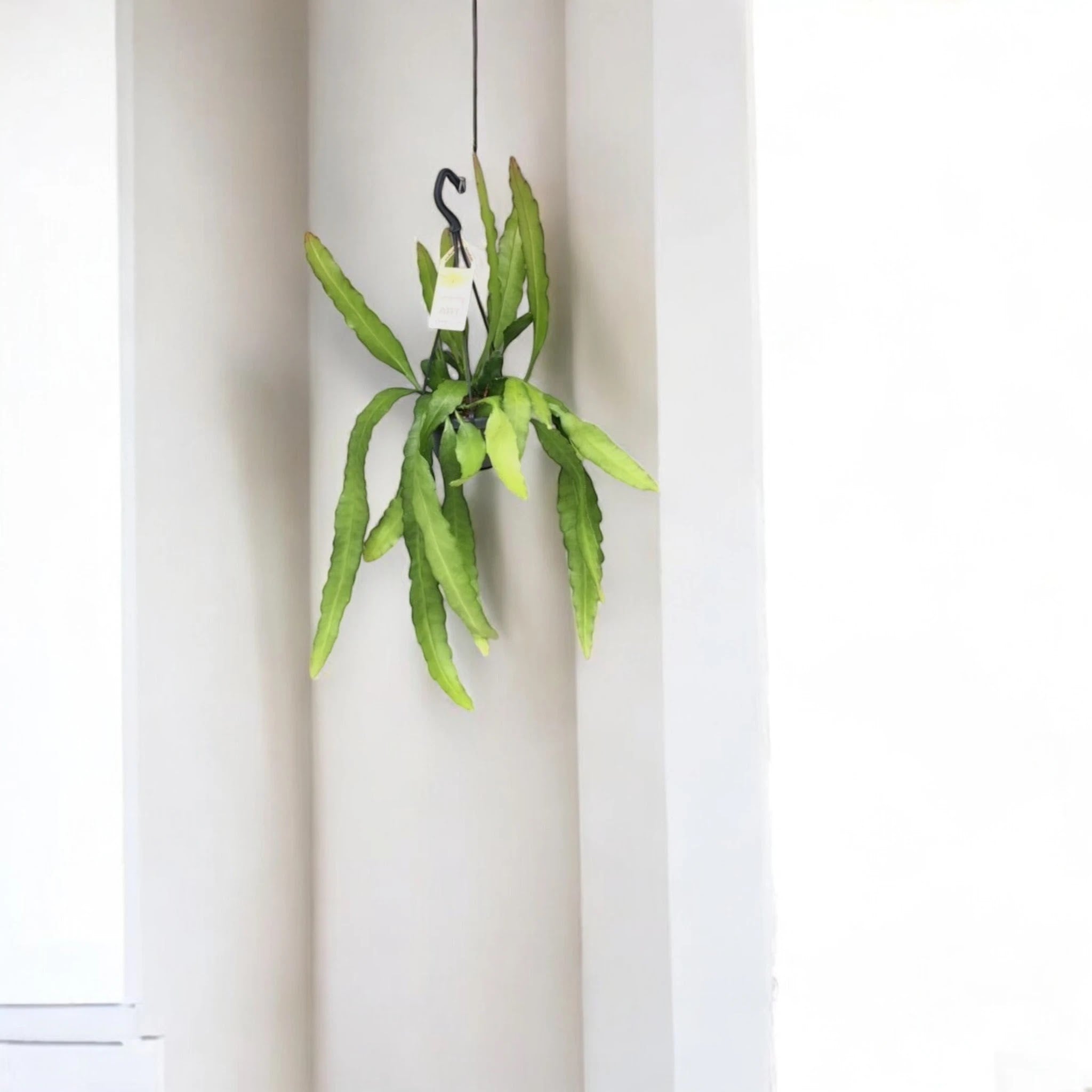 Epiphyllum fruhlingsgold