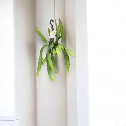 Epiphyllum fruhlingsgold