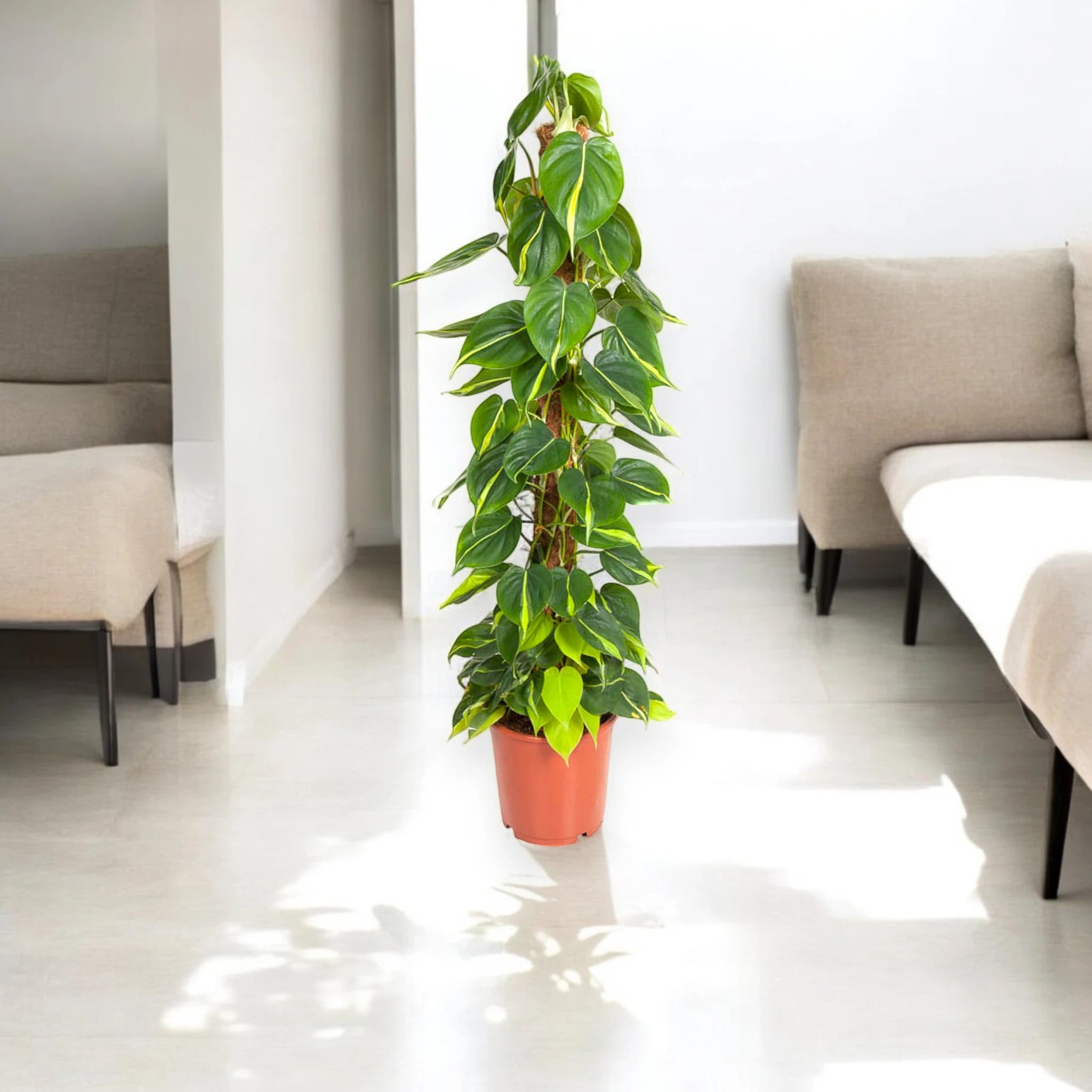 Philodendron scandens 'Brasil'
