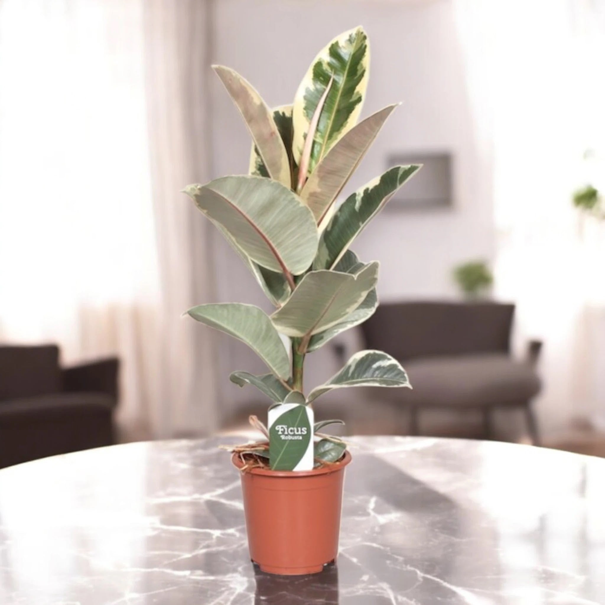 Ficus elastica 'Tineke'