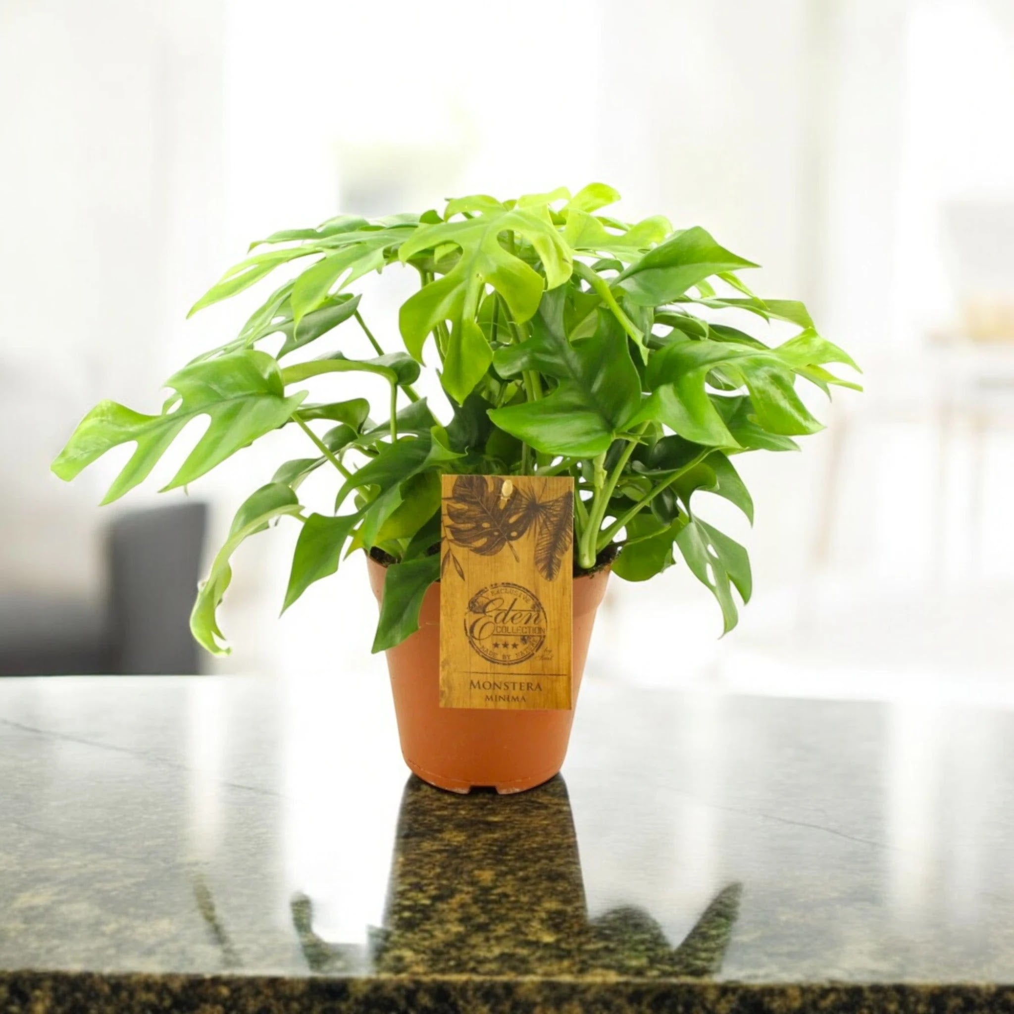 Monstera Minima - Rhaphidophora tetrasperma