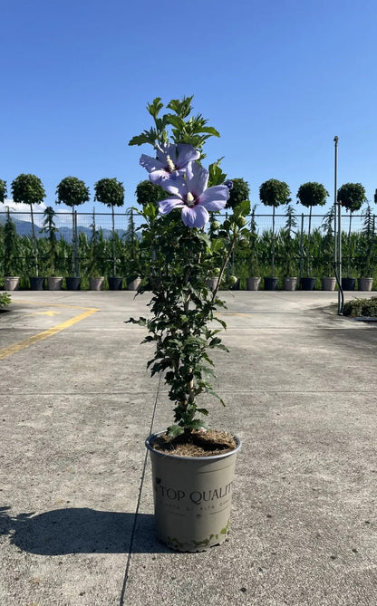 Dettaglio fiore azzurro-violaceo di Ibisco Blue con centro porpora e petali delicati